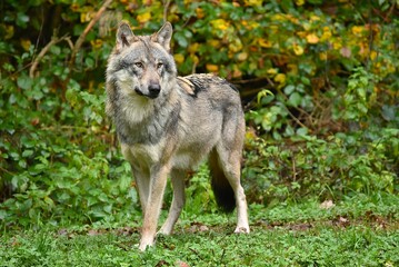 gray wolf standing on green grass in the forest © lisica1