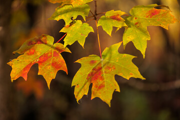 The maple leaves turning colors in mid-October as they float lightly in the wind at the end of the branch within Pike Lake Unit, Kettle Moraine State Forest, Hartford, Wisconsin