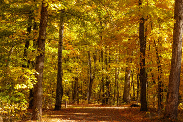 The campground road of the Trout Lake South Campground, in mid-October, is filled with the changing colors of the maple trees under the morning sunshine