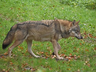 gray wolf standing on green grass in the forest