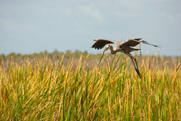 Great blue heron flying low over a cattail marsh