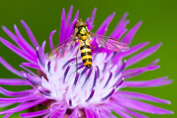 Hover fly foraging on a knapweed flower in New Hampshire.