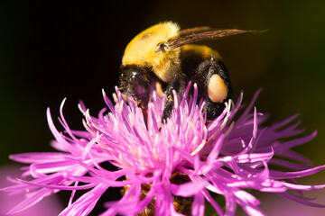 Bumblebee with enlarged pollen sac in Newbury, New Hampshire.