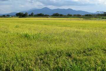 強害雑草 ケイヌビエ