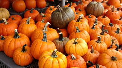 Pumpkins for sale at a Pumpkin Patch. Thanksgiving time. Organic vegetable farming.  AI generated image, ai...