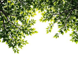 green leaves isolated 