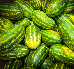 Vivid colors of autumn in food produce Green oval watermelons