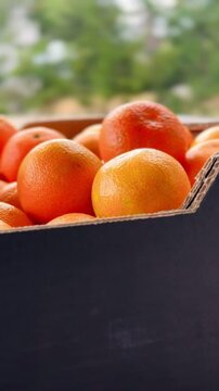 Fresh organic mandarins picked in a box.
