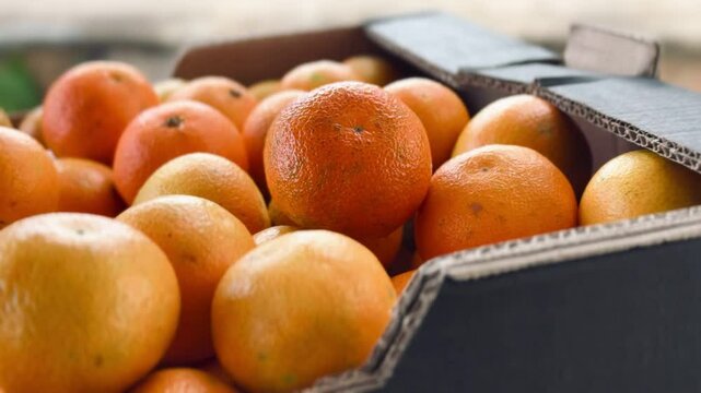 Fresh organic mandarins picked in a box.
