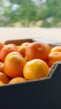 Fresh organic mandarins picked in a box.
