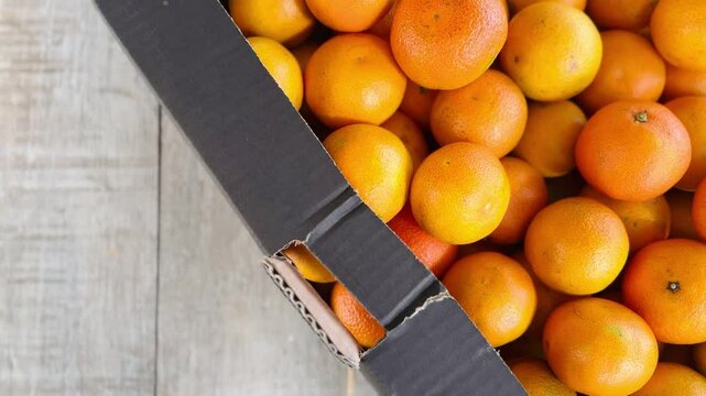 Fresh organic mandarins picked in a box.
