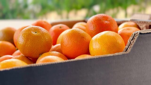 Fresh organic mandarins picked in a box.

