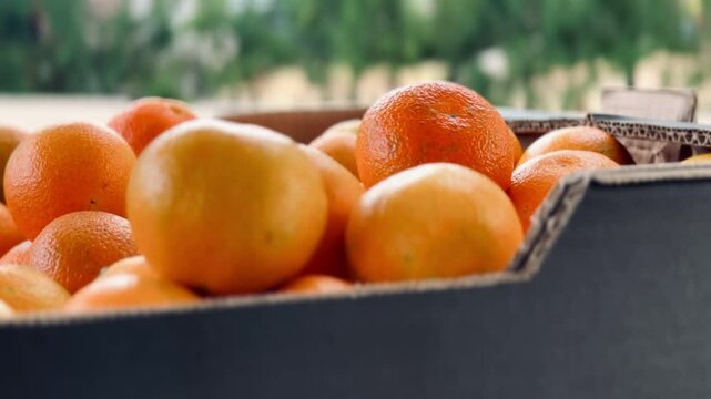 Fresh organic mandarins picked in a box.
