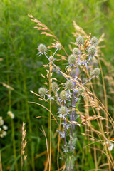 Fototapeta premium Flat sea Holly. Eryngium planum