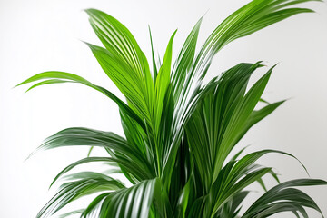 Fototapeta premium green leafes on white