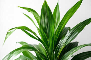 Obraz premium green leafes on white