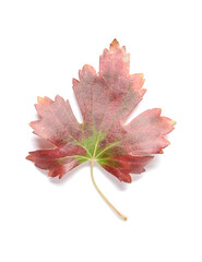 Red leaf of wild forest currant isolated on white background