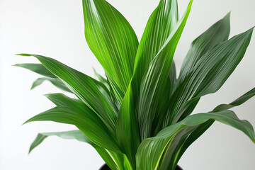 Obraz premium green leafes on white