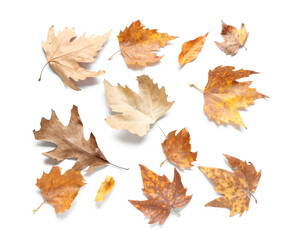 Composition with dried autumn leaves isolated on white background