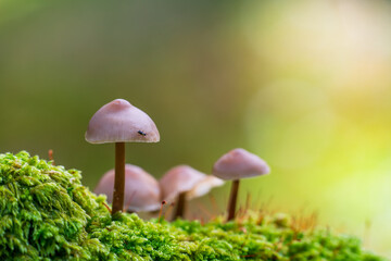 Little Lilac Bonnet mushroom's also known as Mycena pura