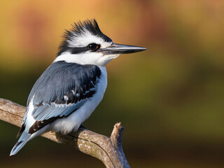 Naklejka premium kingfisher sitting on a branch