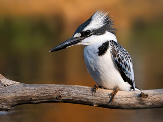 kingfisher sitting on a branch