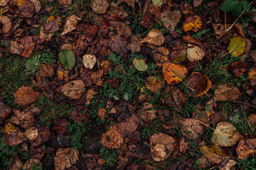autumn leaves on the ground