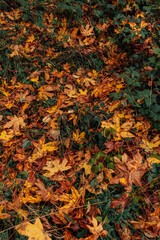 autumn leaves background