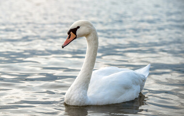 Obraz premium Swan swim in the lake 
