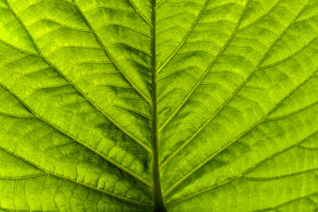 extreme close up of a green leaf with its veins in a garden in Brazil