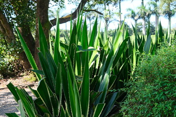 Fototapeta premium Aloe vera