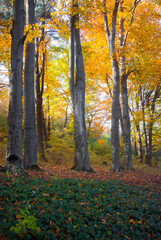 beech trees in autumn park , Vanadzor botanical garden , Armenia .