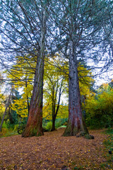 Obraz premium Californian Sequoia in autumn park of Vanadzor , Armenia . Botanical garden