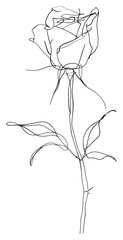 PNG Hand drawn of rose drawing minimalist sketch.
