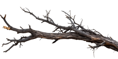 dead tree isolated on white