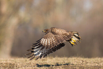 Myszołów zwyczajny (Buteo buteo) © Michal Przystas