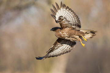Myszołów zwyczajny (Buteo buteo) © Michal Przystas
