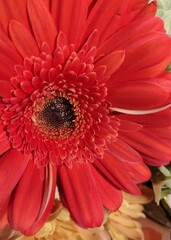 red gerber daisy