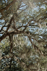 tree in the park