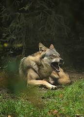 a wolf lies on the ground in the forest and yawns with its mouth wide open