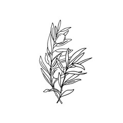 Olive Bouquet. Branch with Olives isolated on white background. Hand drawn Vector illustration in outline style. Black and White line art for cards, logos and food, cosmetic design.