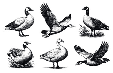 Hand drawn goose set. Engraving water bird in different poses flying standing sitting, Canada geese vector illustration
