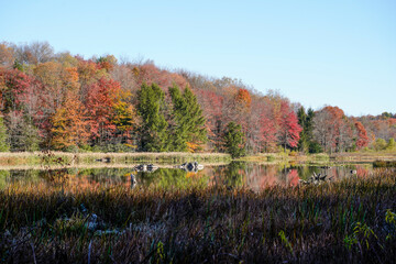 Beautiful fall foliage at Duman Lake County Park in Western Pennsylvania. Colorful trees along the lake with several tree trunks in the water.