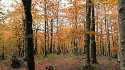 Moving High Near The Trunk Of Autumnal Trees
