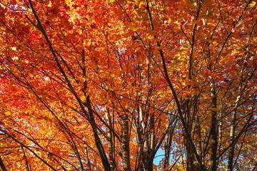 Colorful trees in the Fall in Western Pennsylvania. Fall foliage, orange and red leaves.
