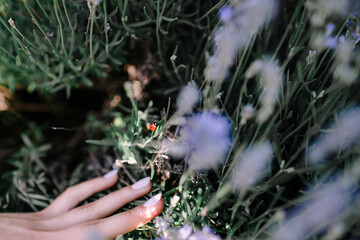 Ladybug in a lavender field and hands