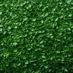 Obraz premium Liquid on grass