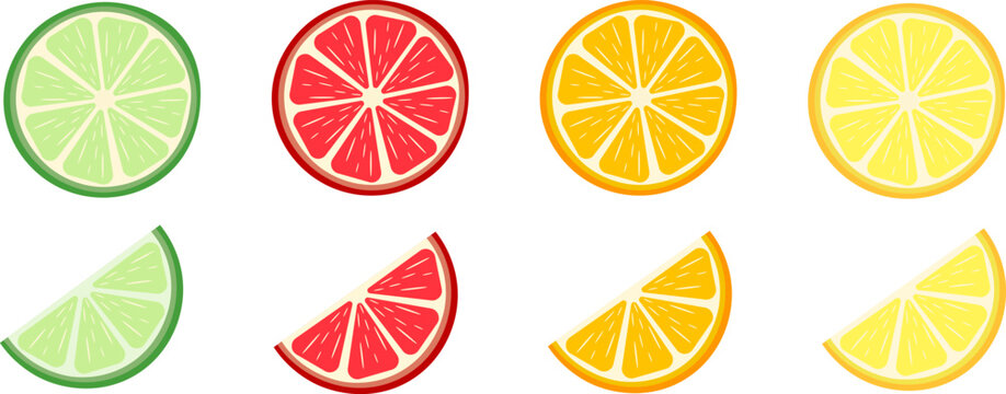 Citrus fruit slices. Round slices of orange, lemon, lime, grapefruit and halves. Vector illustration