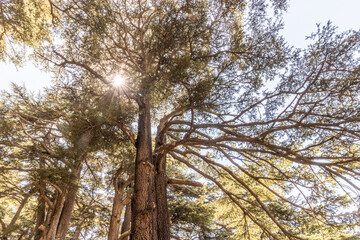 Cedar trees in the Cedars of God forest, Lebanon