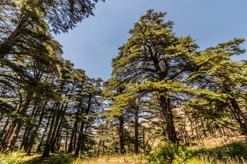 Cedars of God forest, Lebanon